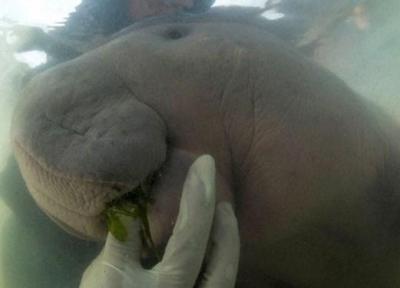 آلودگی زیست محیطی بچه فیل دریایی را به کشتن داد