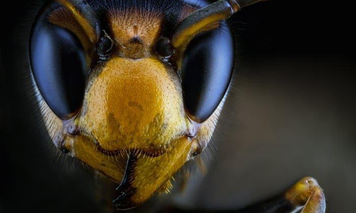 هجوم زنبورهای قاتل آسیایی به خاک آمریکا