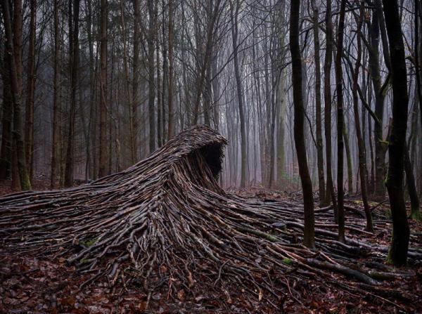 عکاسی که به صورت نمادین قدرت طبیعت را با ساختن امواجی از شاخه های درخت نشان داد