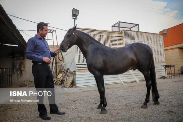 افزایش قیمت سبوس، معضل عمده اسب داران خوزستانی