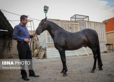افزایش قیمت سبوس، معضل عمده اسب داران خوزستانی