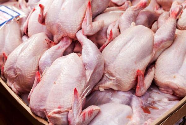 قیمت مرغ ثابت می گردد، کاهش قیمت طی هفته آینده