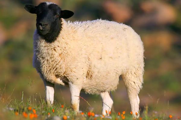 راه های درمان نفخ گوسفند زنده و جلوگیری از نفخ در گوسفندان